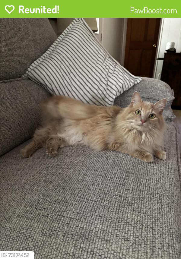 Reunited Female Cat last seen Ran from Oakwood Drive towards Crabapple and Cedarwood Ct., Woodbridge, VA 22192