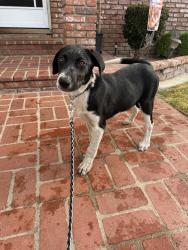 Found/Stray Male Dog last seen Rosecrans and Carmenita, Cerritos, CA 90623