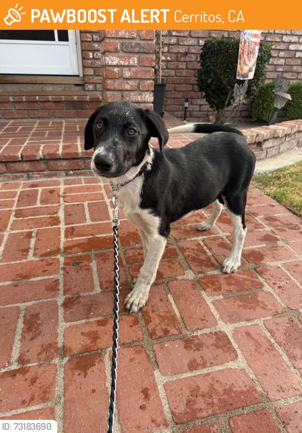 Found/Stray Male Dog last seen Rosecrans and Carmenita, Cerritos, CA 90623