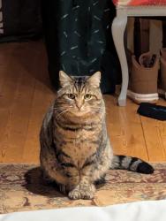 Reunited Male Cat last seen Jews Wood, behind Coombe Dean school, Plymouth, England 
