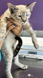 Shelter Stray Male Cat last seen Near S 9100 W, Magna Township, UT, 84044, 511 W 3900 S, Salt Lake City, UT 84123, USA