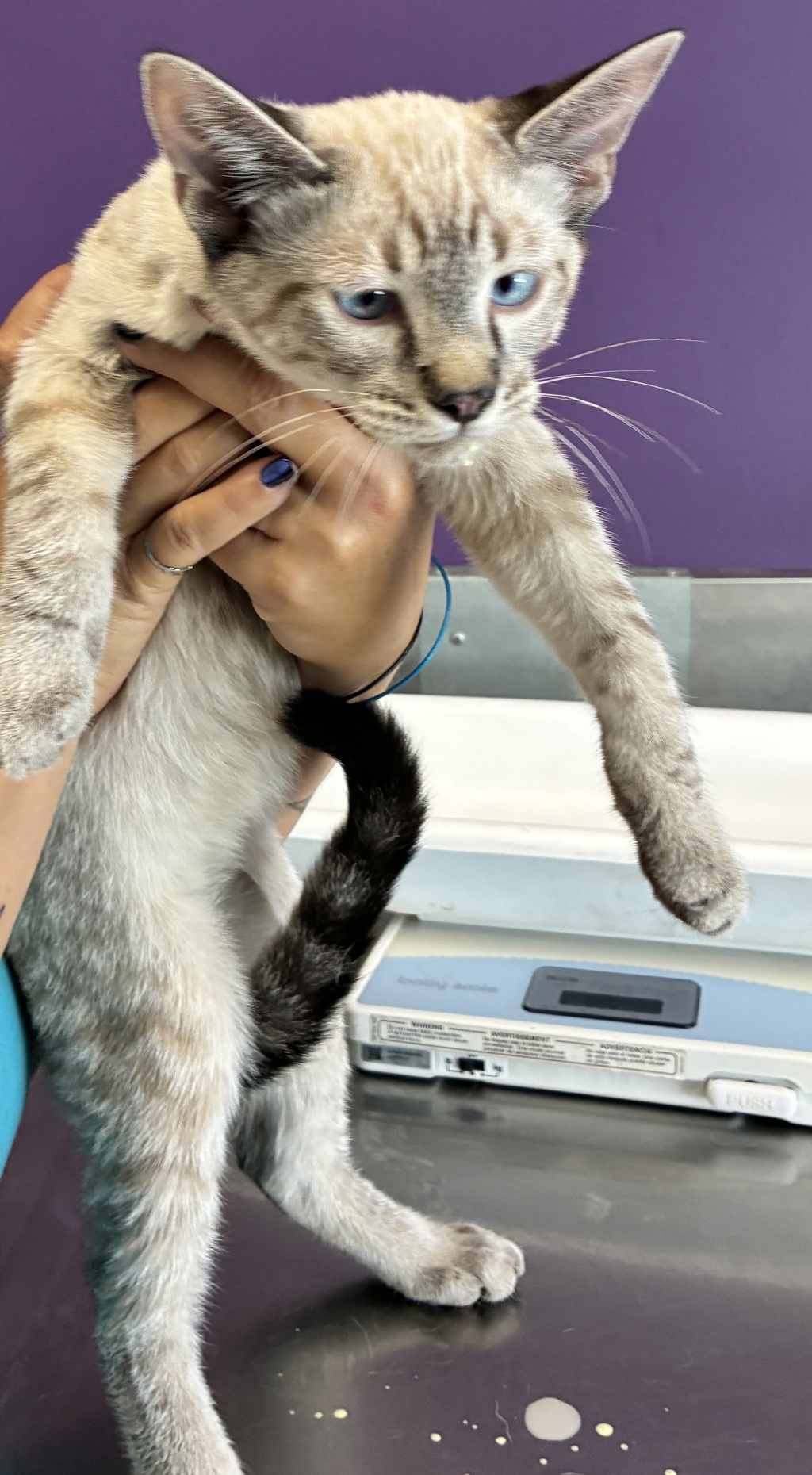 Shelter Stray Male Cat last seen Near S 9100 W, Magna Township, UT, 84044, 511 W 3900 S, Salt Lake City, UT 84123, USA