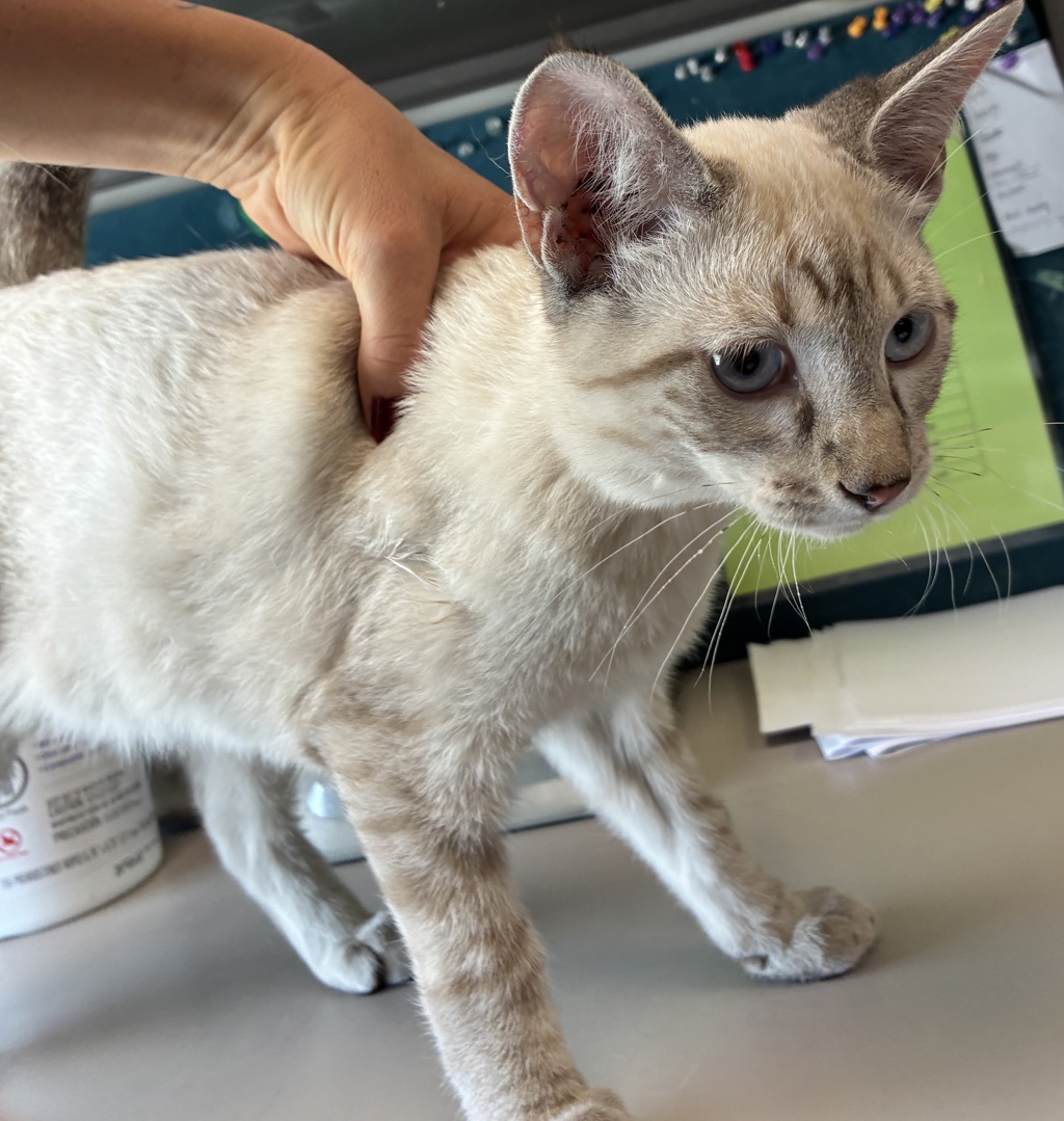 Shelter Stray Male Cat last seen Near S 9100 W, Magna Township, UT, 84044, 511 W 3900 S, Salt Lake City, UT 84123, USA