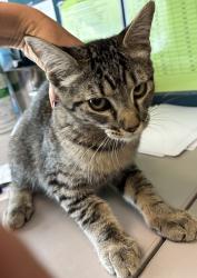 Shelter Stray Female Cat last seen Near S 9100 W, Magna Township, UT, 84044, 511 W 3900 S, Salt Lake City, UT 84123, USA