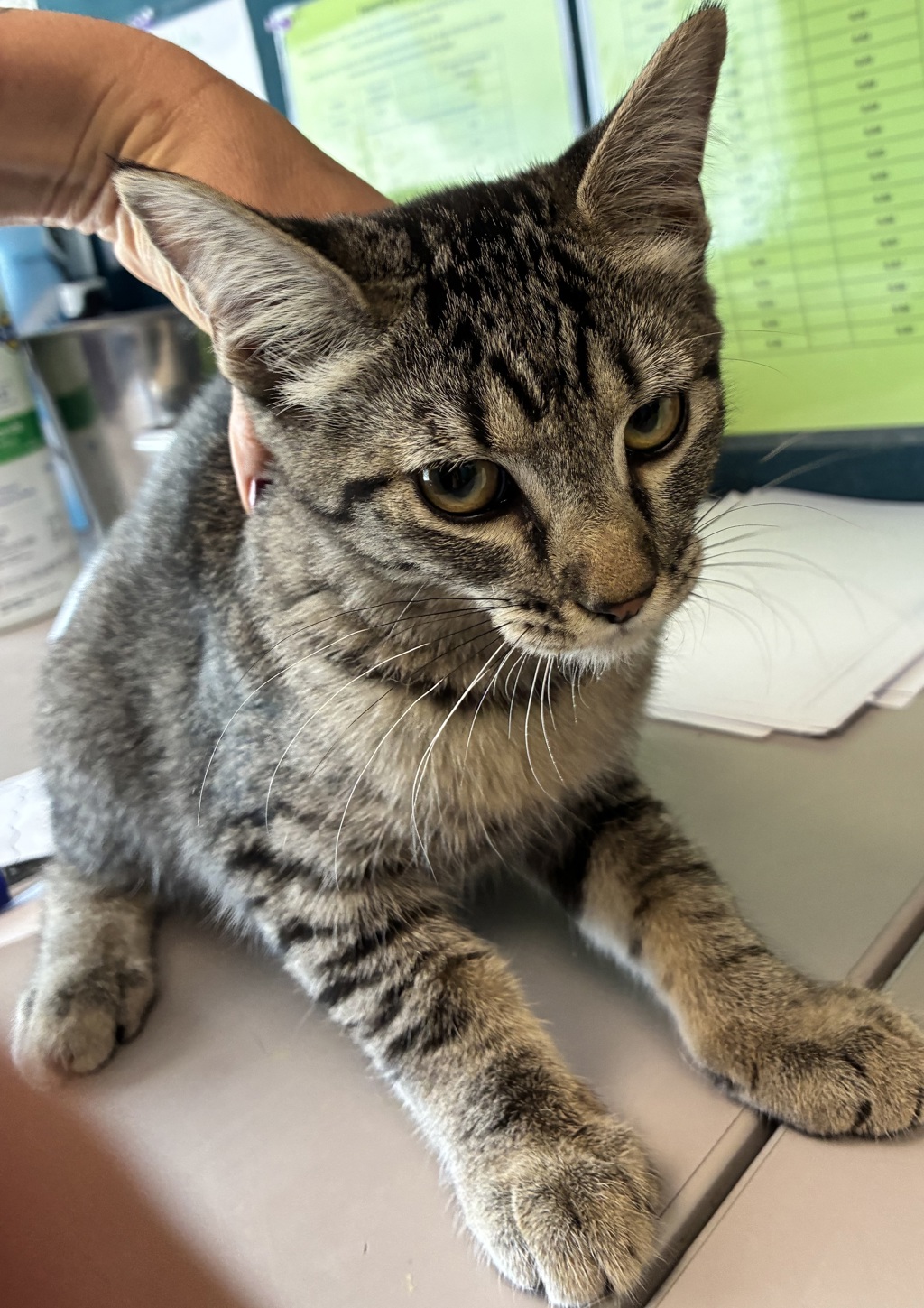 Shelter Stray Female Cat last seen Near S 9100 W, Magna Township, UT, 84044, 511 W 3900 S, Salt Lake City, UT 84123, USA