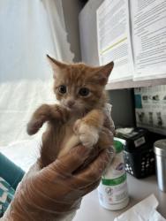 Shelter Stray Male Cat last seen Near W 4800 S, MURRAY CITY, UT, 84123, 511 W 3900 S, Salt Lake City, UT 84123, USA