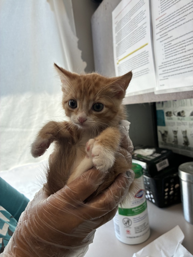 Shelter Stray Male Cat last seen Near W 4800 S, MURRAY CITY, UT, 84123, 511 W 3900 S, Salt Lake City, UT 84123, USA