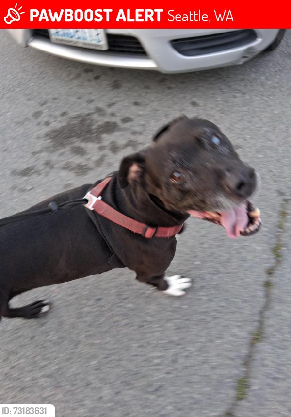 Lost Male Dog last seen by evergreen washelli on aurora, Seattle, WA 98133