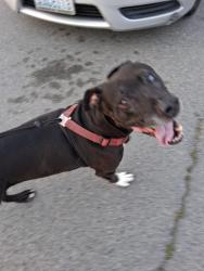Lost Male Dog last seen by evergreen washelli on aurora, Seattle, WA 98133