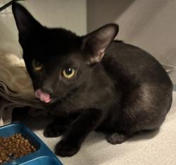 Shelter Stray Male Cat last seen Near S 9100 W, Magna Township, UT, 84044, 511 W 3900 S, Salt Lake City, UT 84123, USA