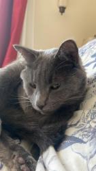 Lost Male Cat last seen Cowichan trail, Duncan, Duncan, BC V9L 5H9