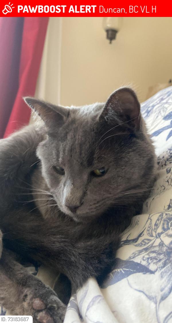 Lost Male Cat last seen Cowichan trail, Duncan, Duncan, BC V9L 5H9