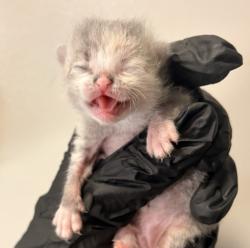Shelter Stray Male Cat last seen Near Leweling Boulevard, SAN LEANDRO, CA, 94579, 8323 Baldwin St, Oakland, CA 94621, USA