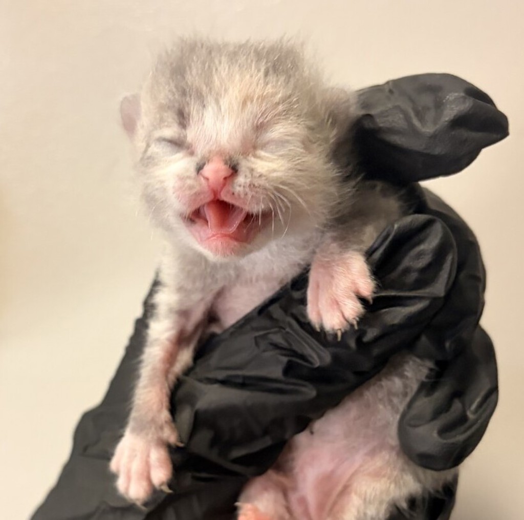 Shelter Stray Male Cat last seen Near Leweling Boulevard, SAN LEANDRO, CA, 94579, 8323 Baldwin St, Oakland, CA 94621, USA
