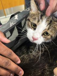Shelter Stray Male Cat last seen Village Dr, VIRGINIA BEACH, VA, 23454, 341 S Birdneck Rd, Virginia Beach, VA 23451, USA