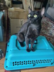 Shelter Stray Male Cat last seen Near Chatmoss Drive, VIRGINIA BEACH, VA, 23464, 341 S Birdneck Rd, Virginia Beach, VA 23451, USA
