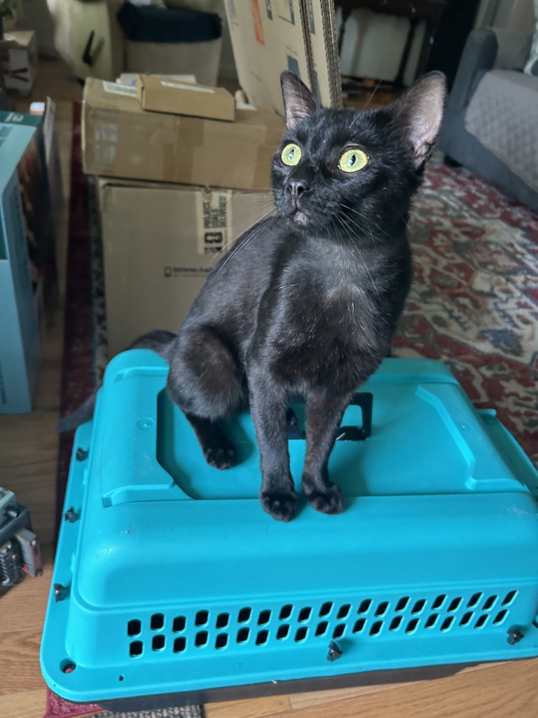 Shelter Stray Male Cat last seen Near Chatmoss Drive, VIRGINIA BEACH, VA, 23464, 341 S Birdneck Rd, Virginia Beach, VA 23451, USA