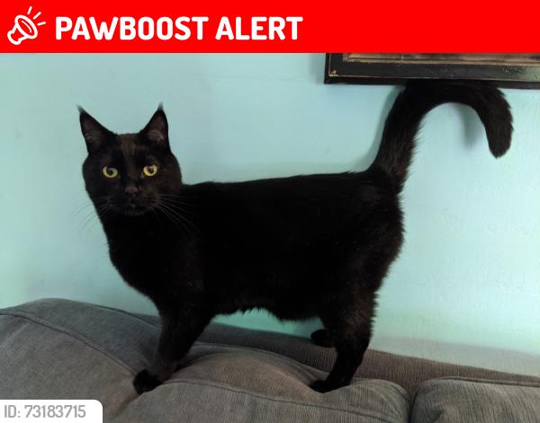 Lost Male Cat last seen Sheldon Rd, Santa Clara County, CA 95030