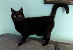 Lost Male Cat last seen Sheldon Rd, Santa Clara County, CA 95030