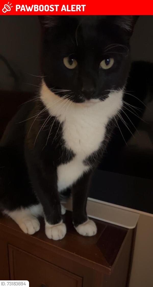 Lost Male Cat last seen Winter road, Portsmouth, England PO4 8AJ
