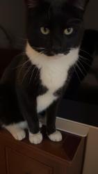 Lost Male Cat last seen Winter road, Portsmouth, England PO4 8AJ
