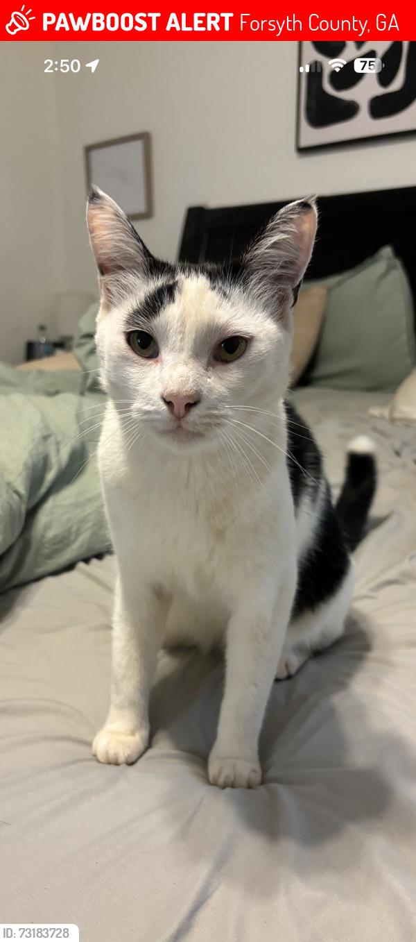 Lost Male Cat last seen Century Dr. / Lemans St, Forsyth County, GA 30041