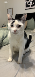 Lost Male Cat last seen Century Dr. / Lemans St, Forsyth County, GA 30041