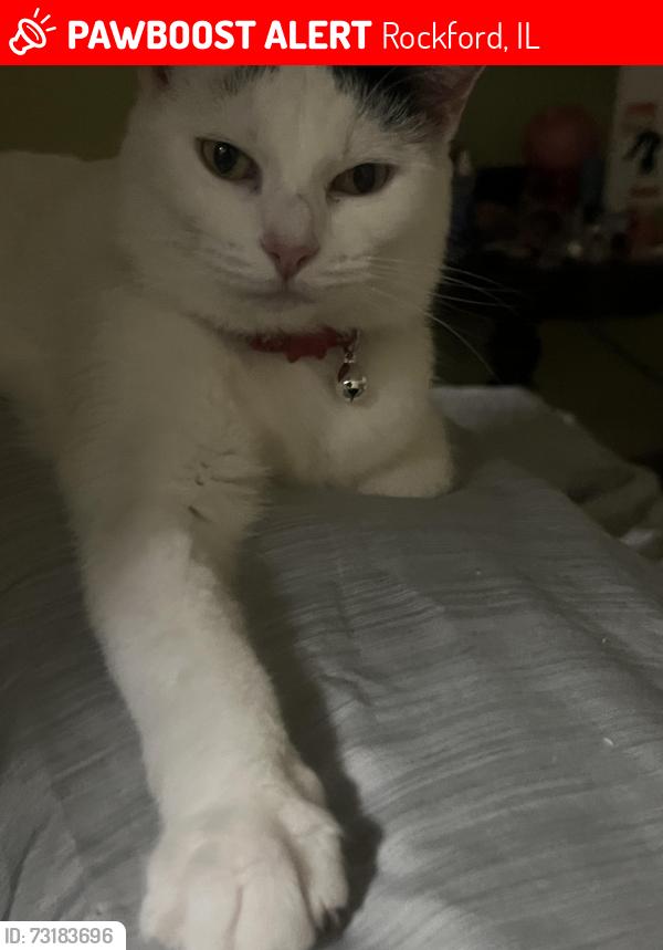 Lost Female Cat last seen Pártele St, Rockford, IL 61104