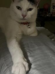 Lost Female Cat last seen Pártele St, Rockford, IL 61104