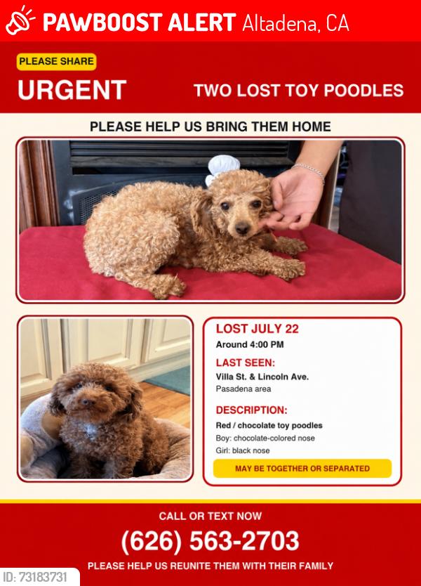 Lost Male Dog last seen Lincoln Ave & Villa St, Altadena, CA 91001
