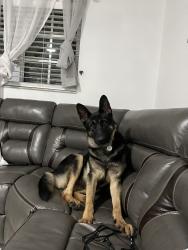 Reunited Female Dog last seen Near W 32nd St, Hialeah, FL 33012, USA, Hialeah, FL 33012