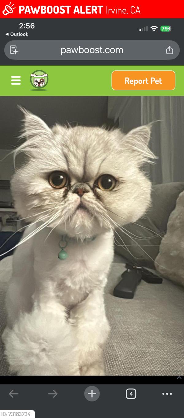 Lost Female Cat last seen Spotted quail, Irvine, CA 92618