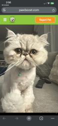 Lost Female Cat last seen Spotted quail, Irvine, CA 92618