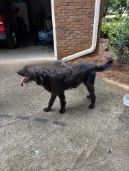 Found/Stray Unknown Dog last seen Post Oak Ridge, McDonough, GA 30253