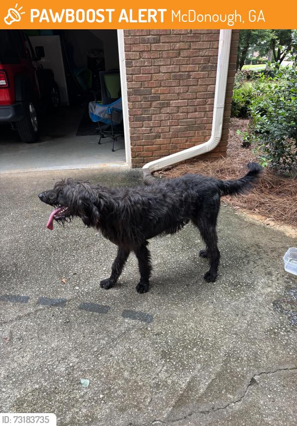 Found/Stray Unknown Dog last seen Post Oak Ridge, McDonough, GA 30253