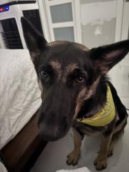 Reunited Female Dog last seen Near W 32nd St, Hialeah, FL 33012, USA, Hialeah, FL 33012