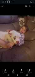 Lost Female Dog last seen Near and 19, Port Richey, FL 34668