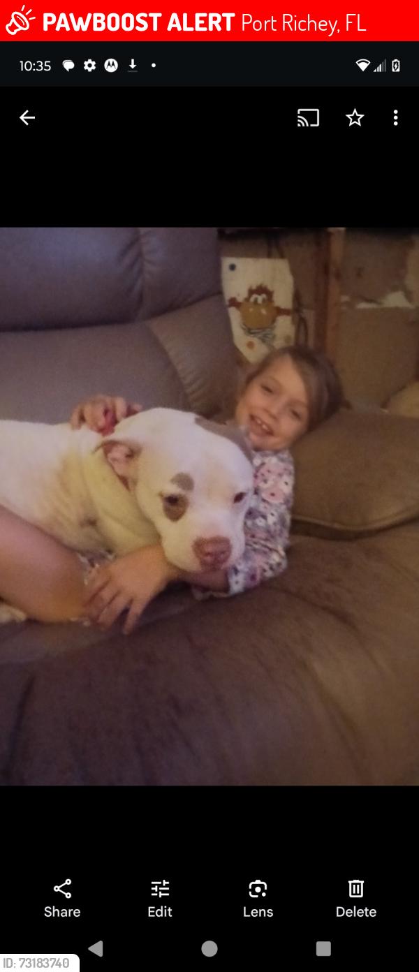 Lost Female Dog last seen Near and 19, Port Richey, FL 34668