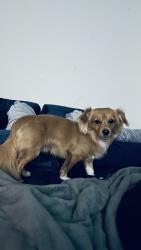 Lost Male Dog last seen Wisteria s, Barstow, CA 92311