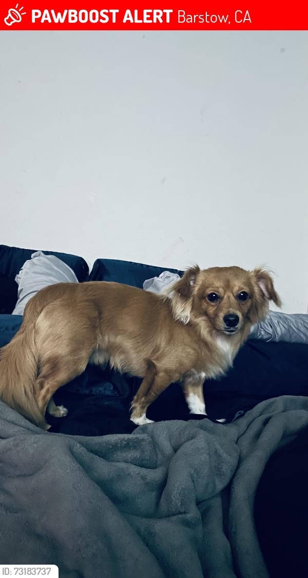 Lost Male Dog last seen Wisteria s, Barstow, CA 92311