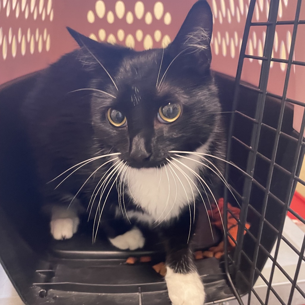Shelter Stray Female Cat last seen , 361 S Raymond Ave, Pasadena, CA 91105, USA