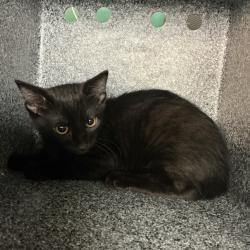 Shelter Stray Male Cat last seen , 361 S Raymond Ave, Pasadena, CA 91105, USA