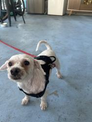 Found/Stray Male Dog last seen Alindra blvd, Gardena, CA 90247