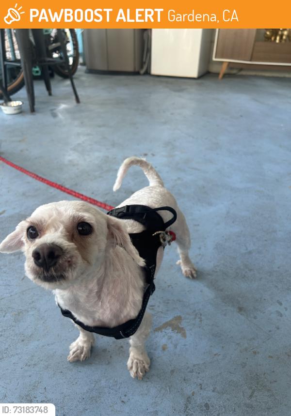 Found/Stray Male Dog last seen Alindra blvd, Gardena, CA 90247