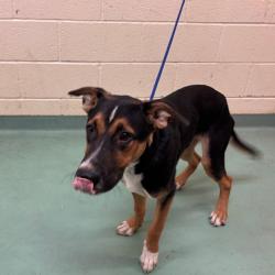 Shelter Stray Male Dog last seen , 2350 Appling City Cove, Memphis, TN 38133, USA