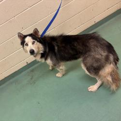 Shelter Stray Male Dog last seen , 2350 Appling City Cove, Memphis, TN 38133, USA