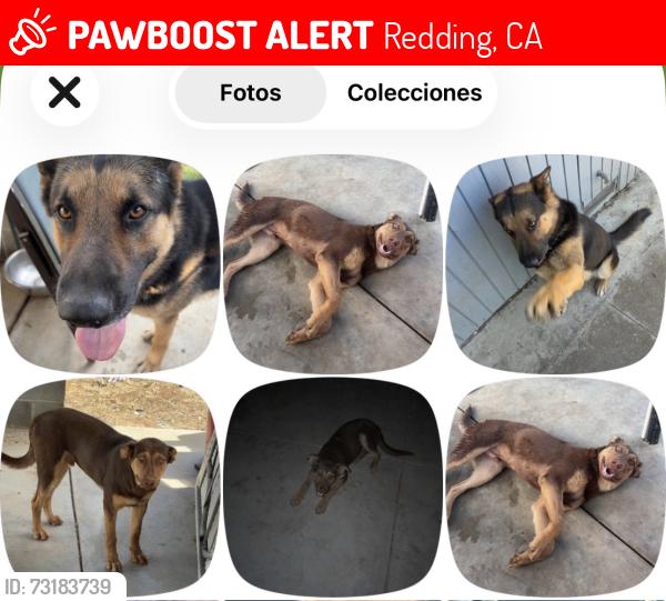 Lost Male Dog last seen Lake blvd & st marks st, Redding, CA 96003