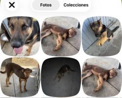 Lost Male Dog last seen Lake blvd & st marks st, Redding, CA 96003