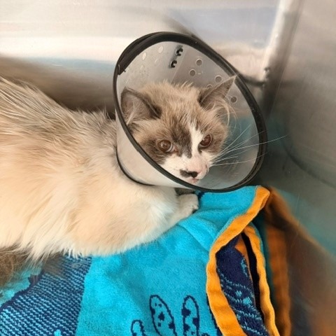 Shelter Stray Unknown Cat last seen , 12910 Yukon Ave, Hawthorne, CA 90250, USA