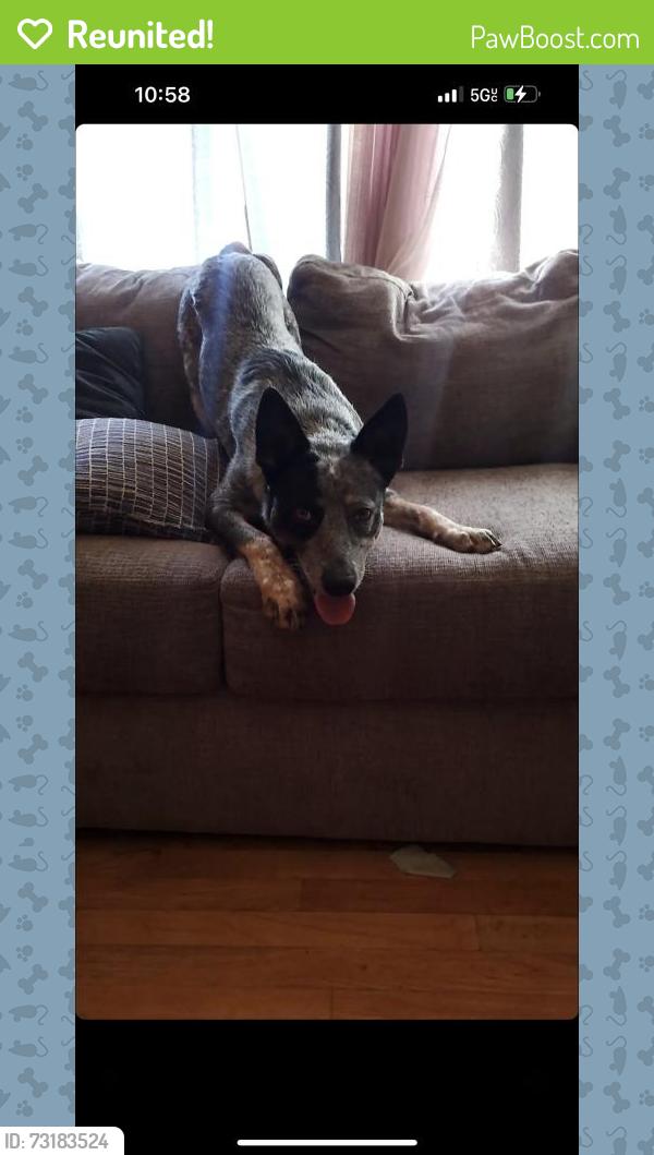 Reunited Male Dog last seen Near S Lowell Blvd, Denver, CO 80236, USA, Denver, CO 80236